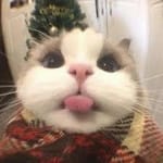 Ismael Ceballos avatar